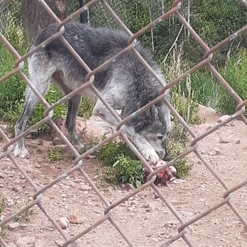 Mission Wolf - Community Service/Non-Profit Near Me - Gardner, Colorado