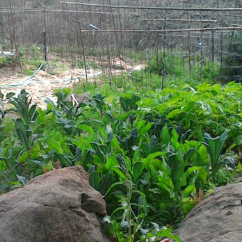 Foothill Organic Growers - a view of a vegetable garden - Fruits & Veggies Near Me - Newcastle, California