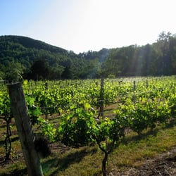 Wisdom Oak Winery - Wisdom Oak Winery