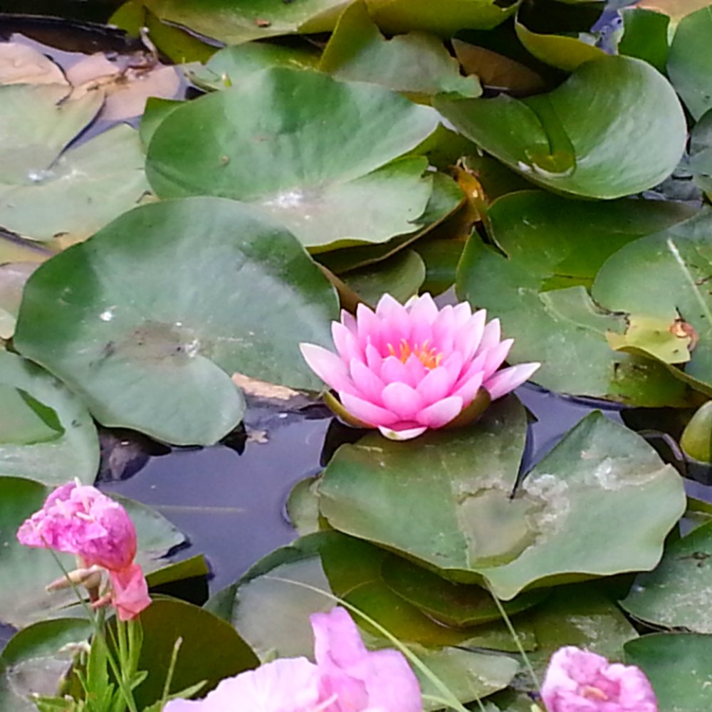 Shady Lakes RV Resort - Nurseries & Gardening Near Me - New Windsor, Illinois Shady Lakes RV Resort - Nurseries & Gardening Near Me - New Windsor, Illinois