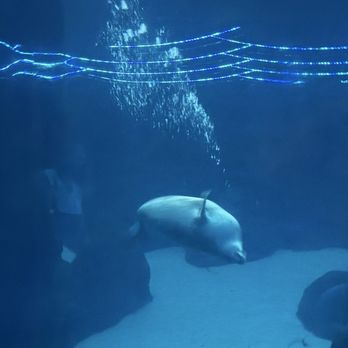 Oregon Zoo - Seal - Zoos Near Me - Portland, Oregon
