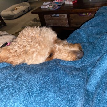 Otto's Pretty Paws - Oh forget to trim her head. Shame on the young groomer & owner for sticking up for the young groomer. - Pet Groomers Near Me - Oldsmar, Florida