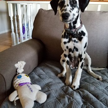 Country Nightz Ranch - Pet Breeders Near Me