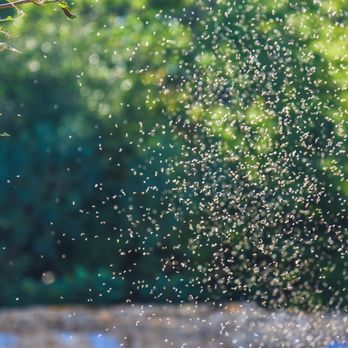 Mosquito Squad of Bangor-Auburn - Pest Control Near Me - Glenburn, Maine