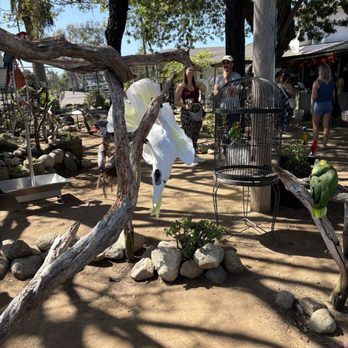 Free Flight - Cockatoo - Animal Shelters Near Me - Del Mar, California