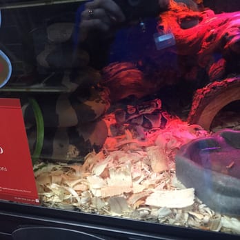 PetSmart - Ball python. This guy was really aggressive though! Kept striking.... - Pet Training Near Me - Chicopee, Massachusetts