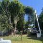 Photo of Triad Tree Guys