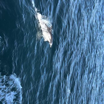 Newport Landing - Whale Watching Tours Near Me - Newport Beach, California