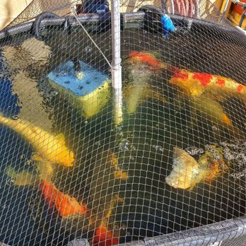 Wat Mongkolratanaram - Koi fish - Thai Near Me - Berkeley, California Wat Mongkolratanaram - Koi fish - Thai Near Me - Berkeley, California