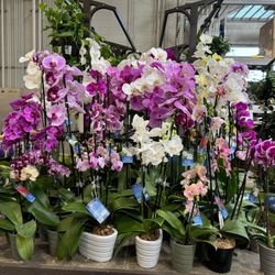 Lowe's Home Improvement - Orchids