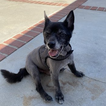 Jesse's Pet Grooming - Pet Groomers Near Me - Los Angeles, California