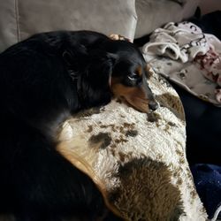 Give Me-Paw - Post Daycare nap