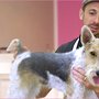 City-Dogs-Berlin