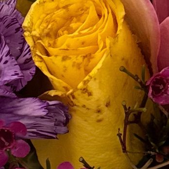 Gaeta's Flowers - One of the two roses in the bouquet, that came with spots - Florists Near Me - Los Gatos, California Gaeta's Flowers - One of the two roses in the bouquet, that came with spots - Florists Near Me - Los Gatos, California