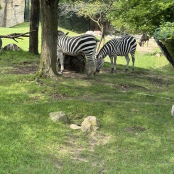 Indianapolis Zoo - Zoos Near Me - Indianapolis, Indiana Indianapolis Zoo - Zoos Near Me - Indianapolis, Indiana