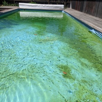 Marin Pool Service - This is what it looked like after they "cleaned" it on Wednesday. - Pool Cleaners Near Me - Novato, California Marin Pool Service - This is what it looked like after they "cleaned" it on Wednesday. - Pool Cleaners Near Me - Novato, California