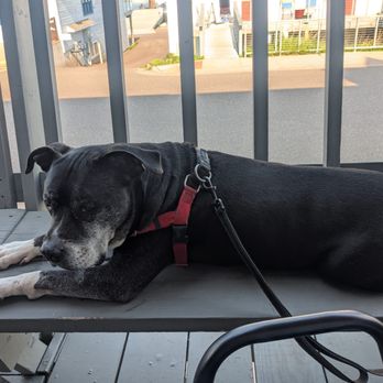 The Pickled Herring - Dog friendly patio - American Near Me - Bayfield, Wisconsin The Pickled Herring - Dog friendly patio - American Near Me - Bayfield, Wisconsin