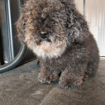Sundog Spa pet bath - So fluffy! - Pet Groomers Near Me - La Verkin, Utah Sundog Spa pet bath - So fluffy! - Pet Groomers Near Me - La Verkin, Utah