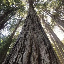 Stunning Redwoods!