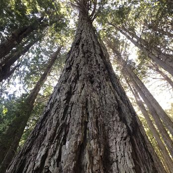 Pomo Canyon Trail - Stunning Redwoods! - Hiking Near Me - CA, California