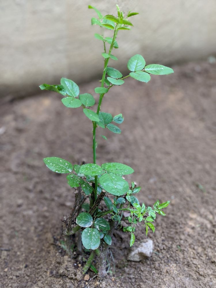 DIRECT GARDENING 222 Photos & 732 Reviews 1704 Morrissey Dr, Bloomington, IL Yelp