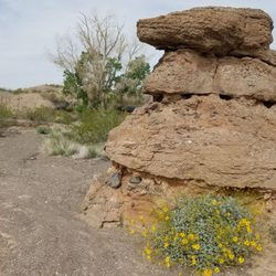 The Magic Tree - A view of the Magic Tree (center top) from the Magic Tree Wash. Date: 4/1/2018