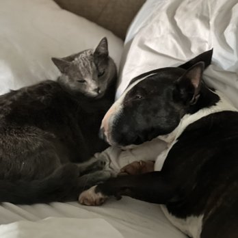 Heaven Sent K-9 Dog Training - Who says dogs and cats can't be friends. - Pet Training Near Me Heaven Sent K-9 Dog Training - Who says dogs and cats can't be friends. - Pet Training Near Me