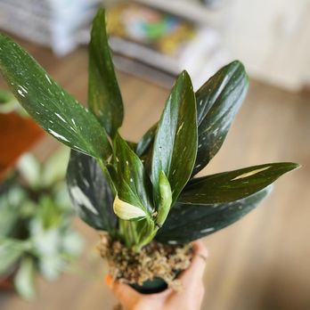 Dirt Bag - Nurseries & Gardening Near Me - Houston, Texas Dirt Bag - Nurseries & Gardening Near Me - Houston, Texas