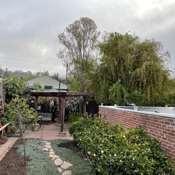 Ponderosa Tree Service - Before - Tree Services Near Me - Berkeley, California