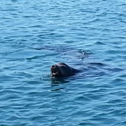 This sea lion was putting on a show for us