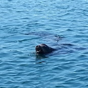 Chubasco 2 Sportfishing - This sea lion was putting on a show for us - Fishing Near Me - Oceanside, California