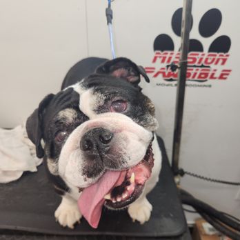 Mission Pawsible Grooming - Pet Groomers Near Me