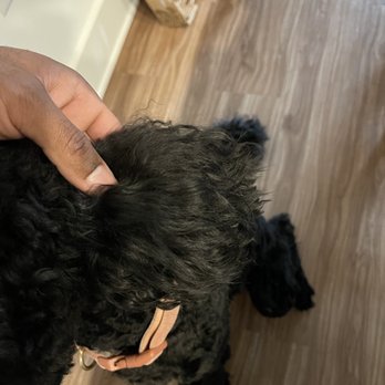 Petco - Ears not combed or blown out - Pet Stores Near Me - Lithonia, Georgia