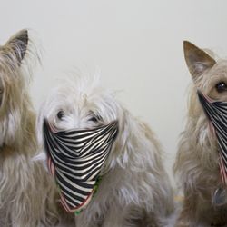 Ark of the Dunes Animal Hospital - Three trusting pups.