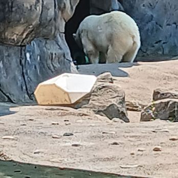 Seneca Park Zoo - Polar bear - Zoos Near Me - Rochester, New York Seneca Park Zoo - Polar bear - Zoos Near Me - Rochester, New York
