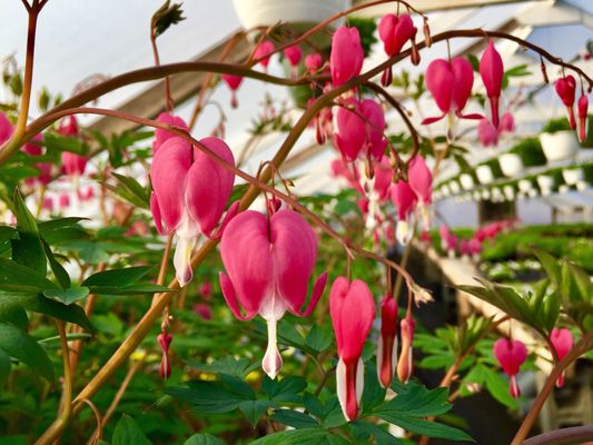 Early Bird Farm by null