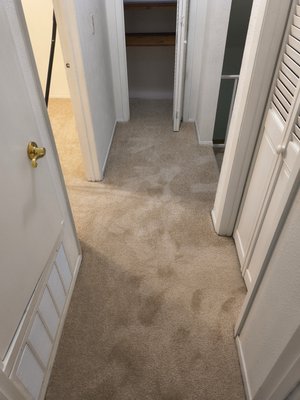 The Carpet Stop