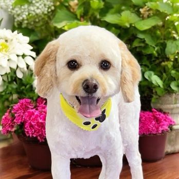Wendy’s Groom Room - Charlie - Pet Groomers Near Me - Benton, Louisiana