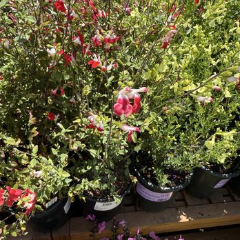 Sloat Garden Center - Blackcurrant sage - Nurseries & Gardening Near Me - San Francisco, California Sloat Garden Center - Blackcurrant sage - Nurseries & Gardening Near Me - San Francisco, California