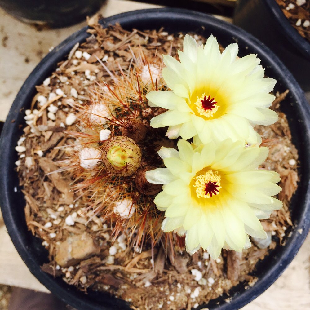 Sal’s Cactus Mart - Nurseries & Gardening Near Me - Fillmore, California Sal’s Cactus Mart - Nurseries & Gardening Near Me - Fillmore, California