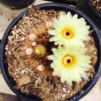 Sal’s Cactus Mart - Nurseries & Gardening Near Me - Fillmore, California Sal’s Cactus Mart - Nurseries & Gardening Near Me - Fillmore, California
