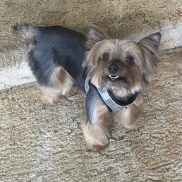 My Beautiful One Groomed by Freddy at Huelito My Beautiful One Groomed by Freddy at Huelito