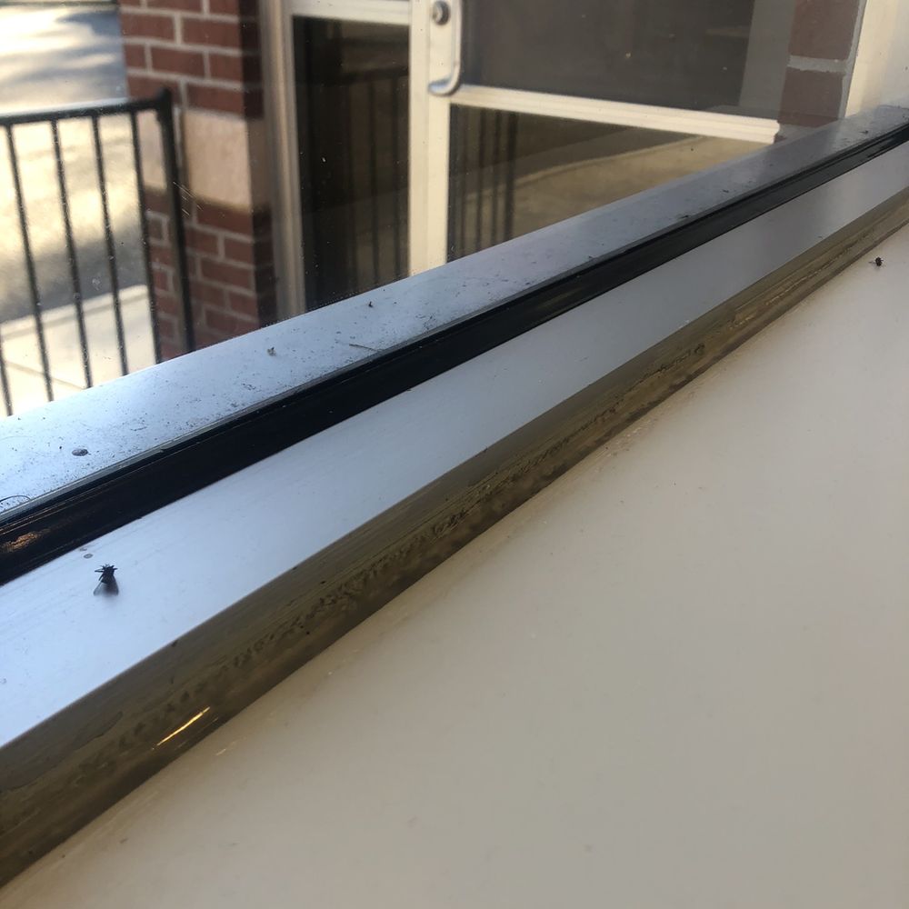 Dead flies next to table. Dead flies next to table.