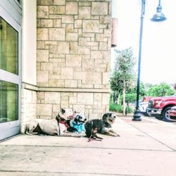 Some Minor Dog Training - Practicing a Down and Stay outside of the pet store