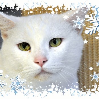 King Street Cats - Animal Shelters Near Me - Alexandria, Virginia