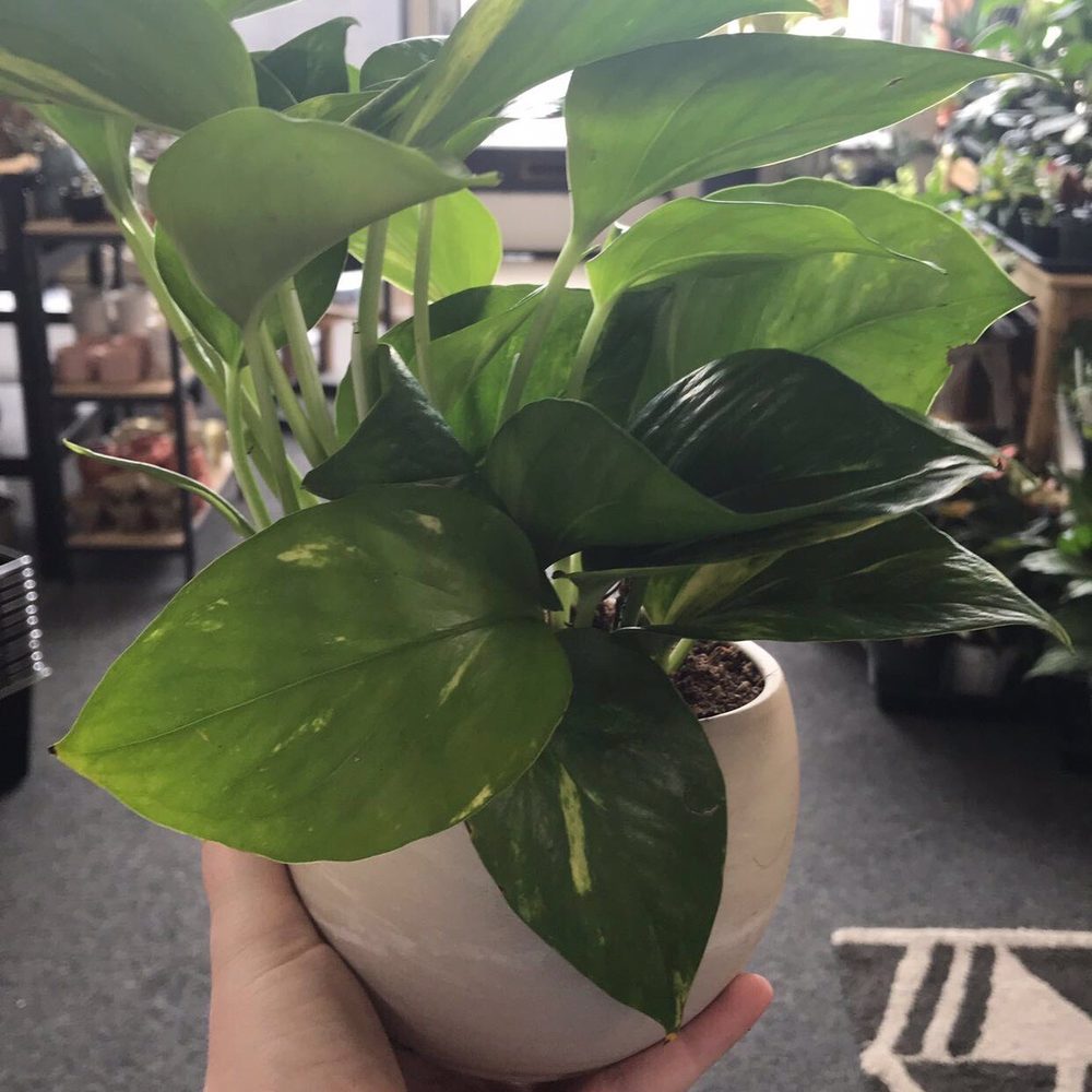 Staghorn Mercantile - Golden pothos - Gift Shops Near Me - Bend, Oregon Staghorn Mercantile - Golden pothos - Gift Shops Near Me - Bend, Oregon