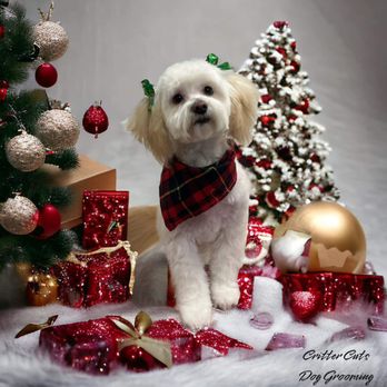Critter Cuts Dog Grooming - Pet Groomers Near Me - Merced, California Critter Cuts Dog Grooming - Pet Groomers Near Me - Merced, California