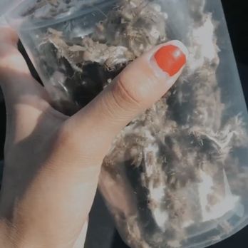 Rainbow Mealworms - My 500 crickets for my new beardie baby - Reptile Shops Near Me - Compton, California Rainbow Mealworms - My 500 crickets for my new beardie baby - Reptile Shops Near Me - Compton, California