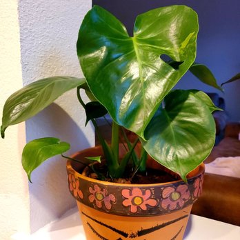 Calloway's Nursery - My beautiful find - Nurseries & Gardening Near Me - Hurst, Texas