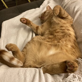 Vet To Pet - Haboob's a chill guy - Veterinarians Near Me - Reno, Nevada